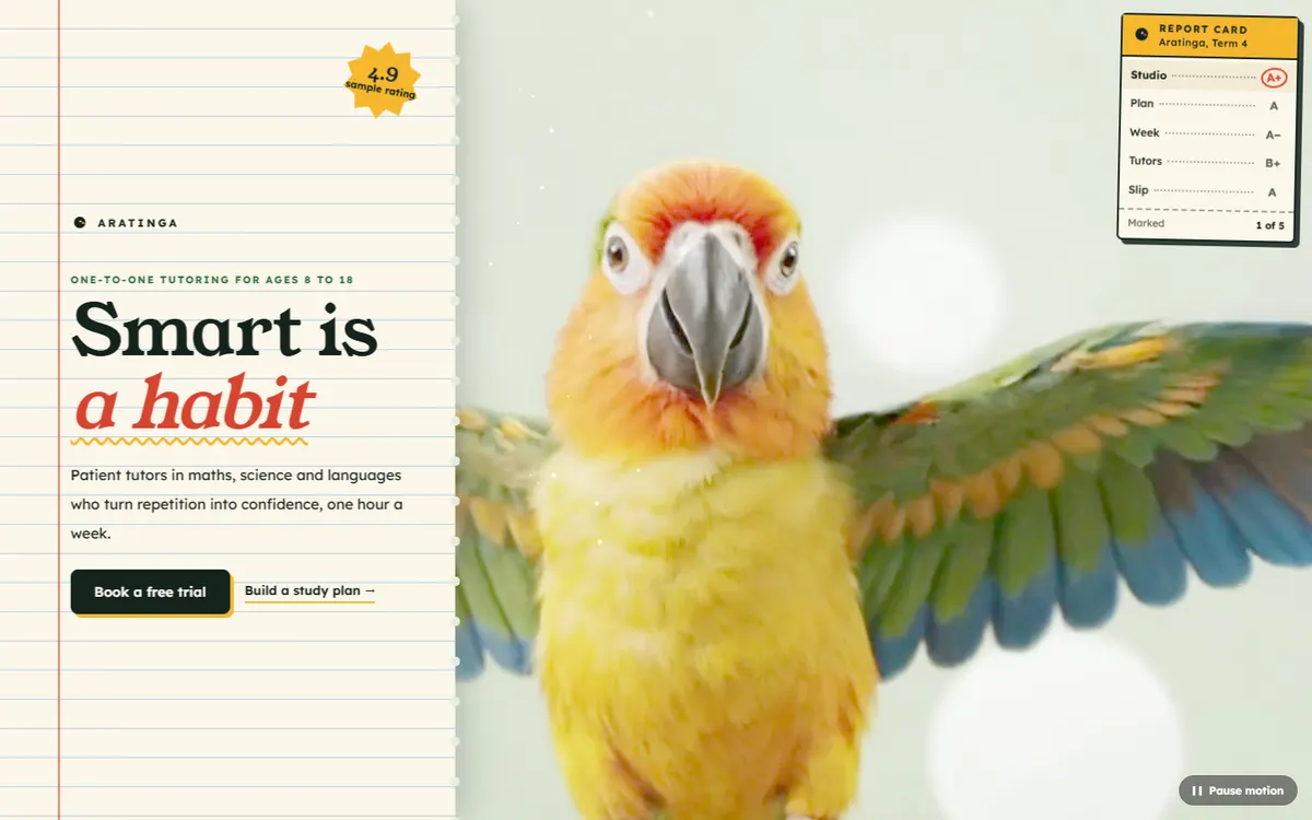Aratinga Conure Flying at You for a Tutoring Studio website template